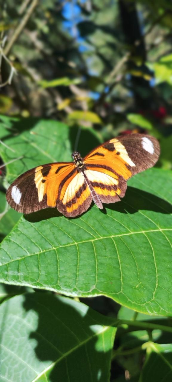 BUTTERFLY
