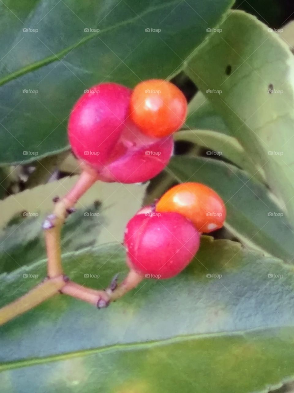 two red berries