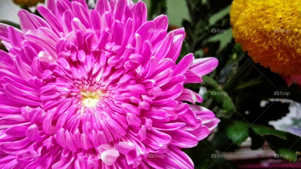 Pink chrysanthemum in full bloom.