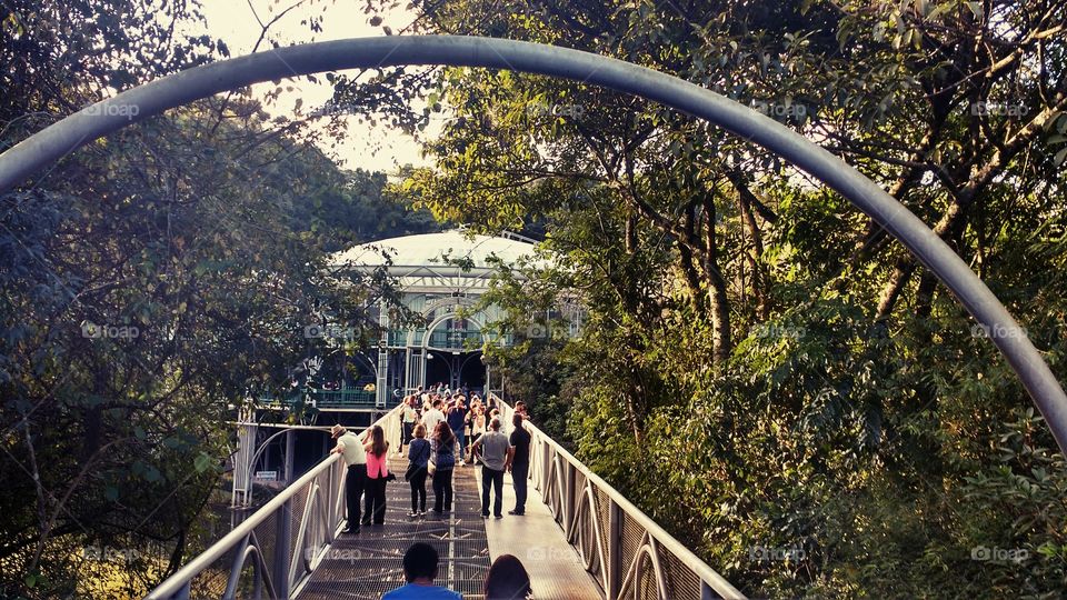 Bridge, Tree, Park, Outdoors, Nature
