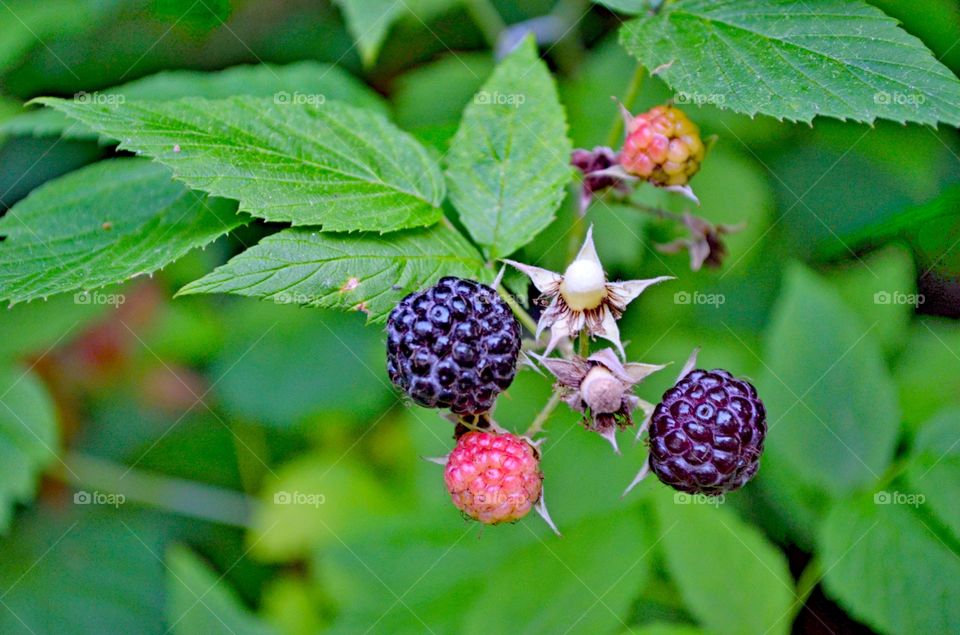 Blackberries