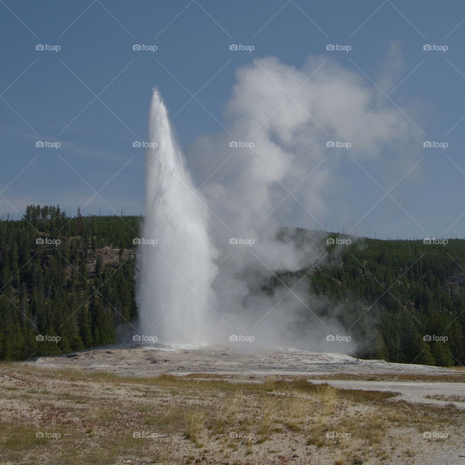 The Old Faithful geyser in Yellowstone National Park in Wyoming erupts on a sunny summer day. 