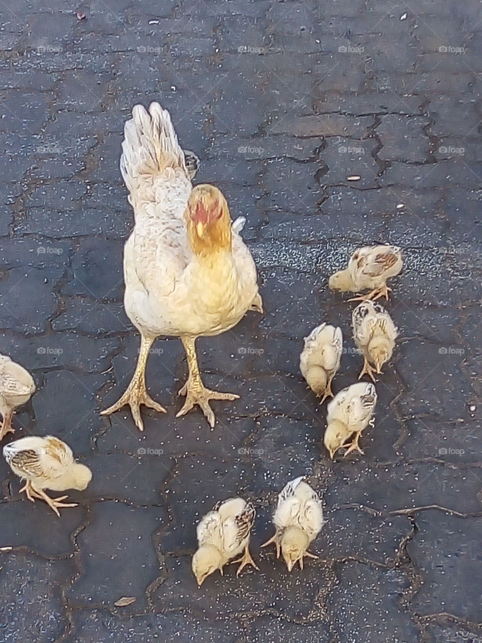 galinha e os pintinhos