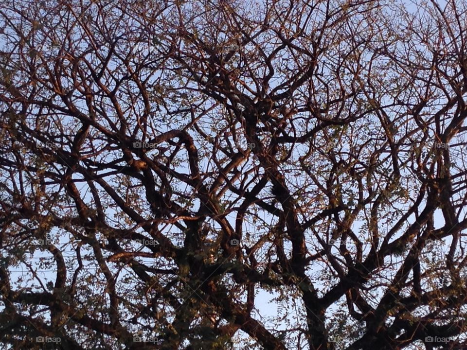 Low angle view of a bare tree