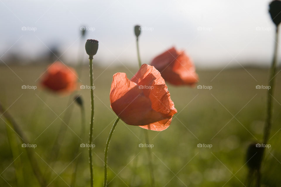 Poppy, Flower, Nature, Summer, No Person