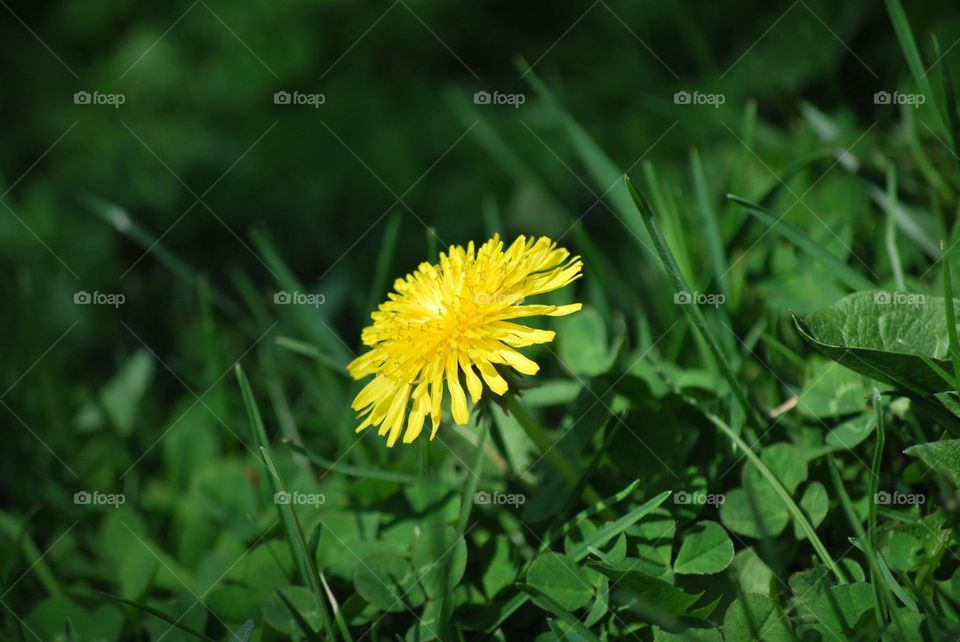 Dandelion . Dandelion in the lawn