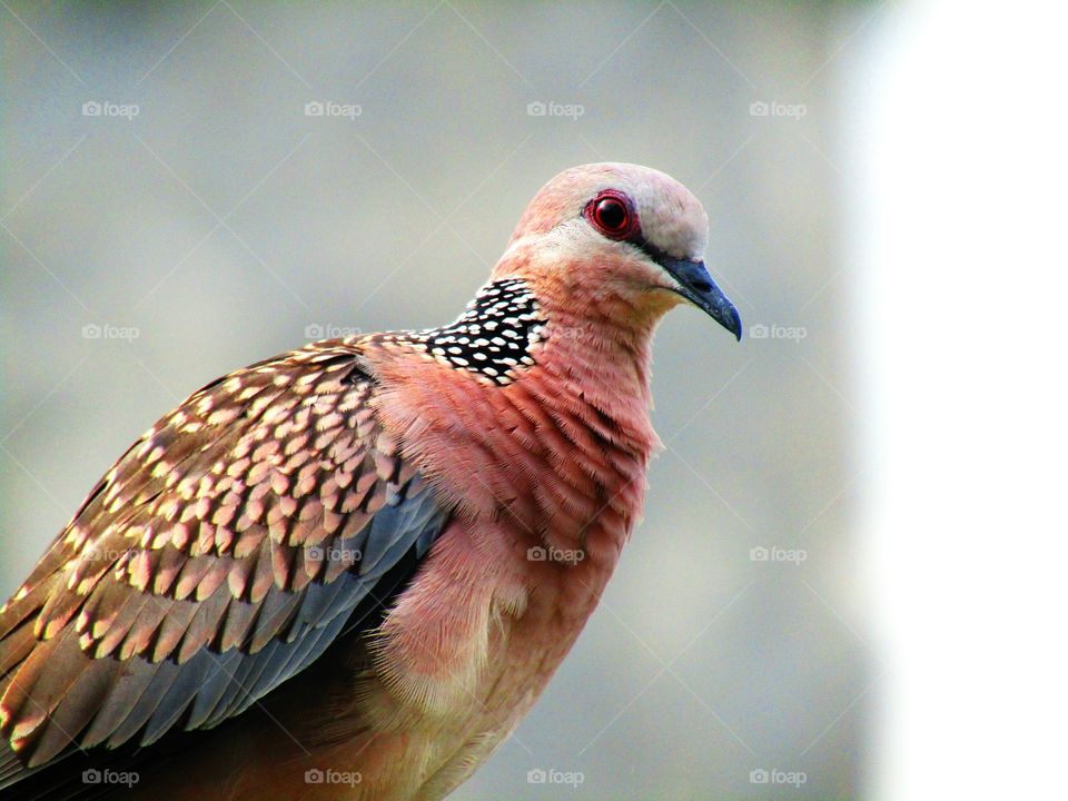 The spotted dove or (spilopelia chinensis) or mountain dove or pearl-necked dove or lace-necked dove or spotted turtle-dove.