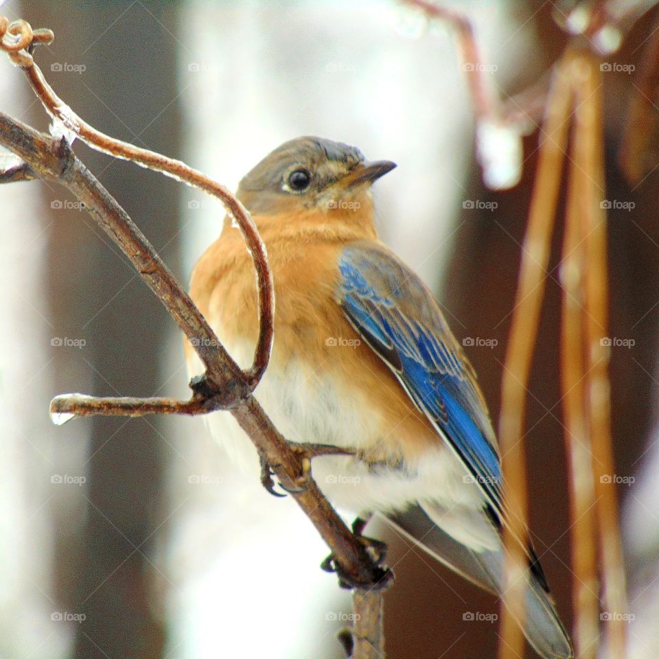 The first sign of spring in your neighborhood