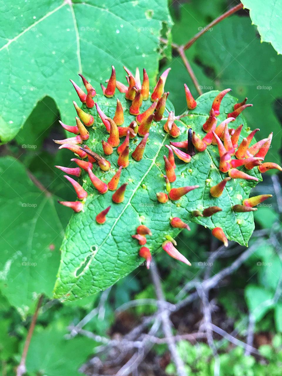 Lime Gall Mites on a leaf 