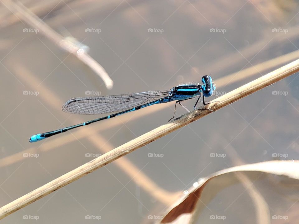 Blue Dragonfly on the river