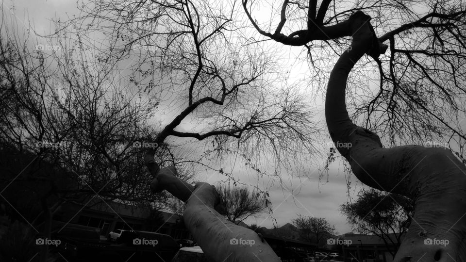 Trunks and limbs reach for the Erie glow of the evening sky