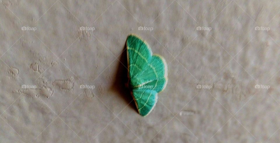small green butterfly's