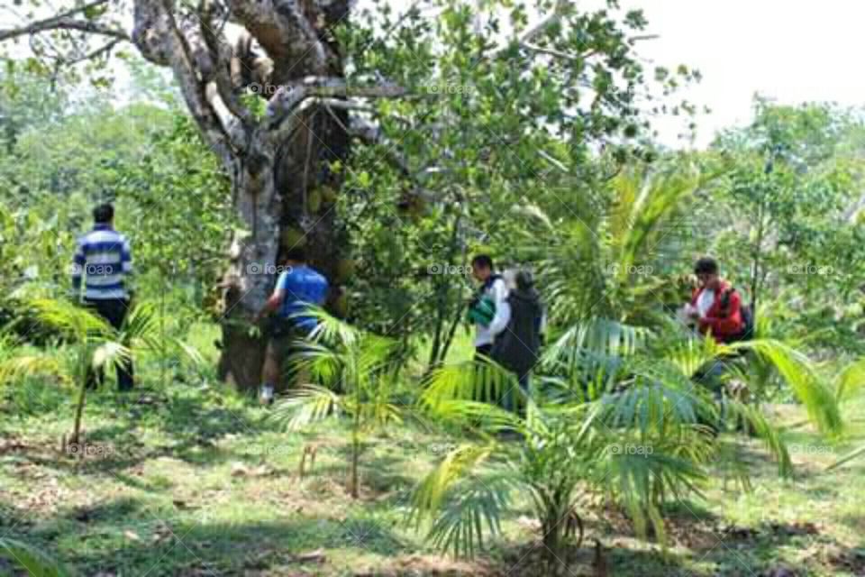 plantando arvores