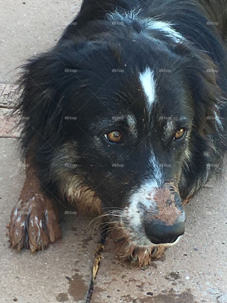 Dirty border collie sheepdog