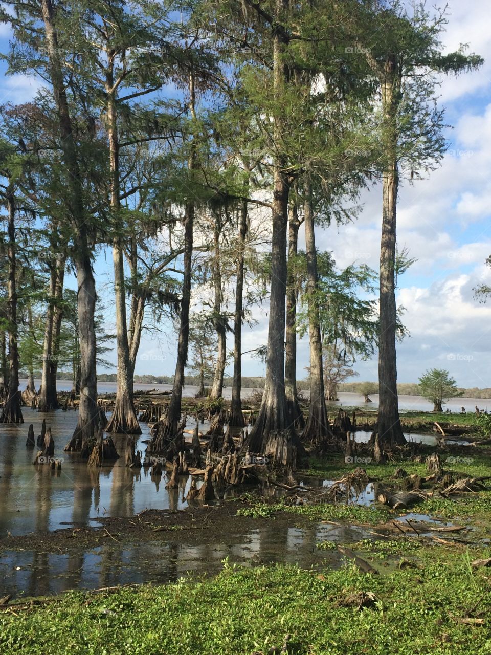 Cypress trees in lake
