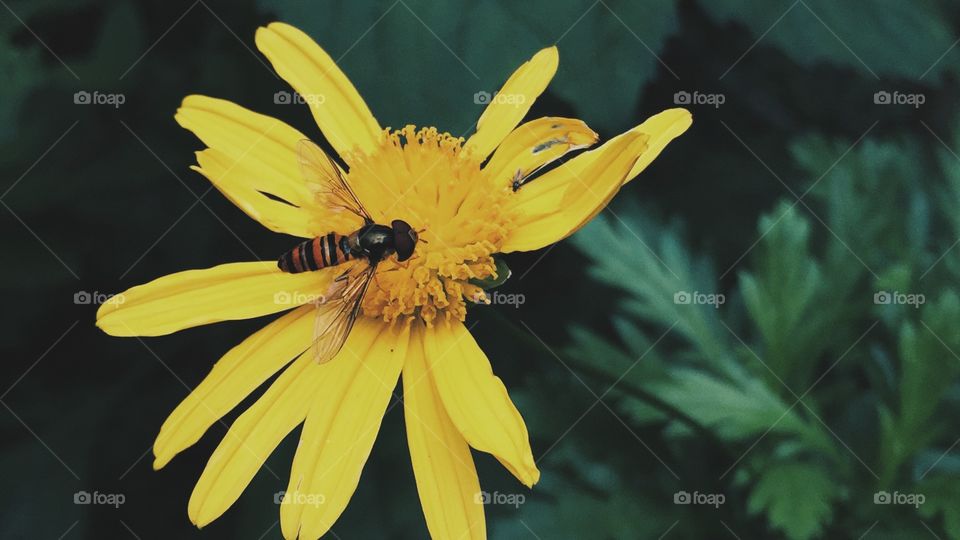 Bee pollinating flower