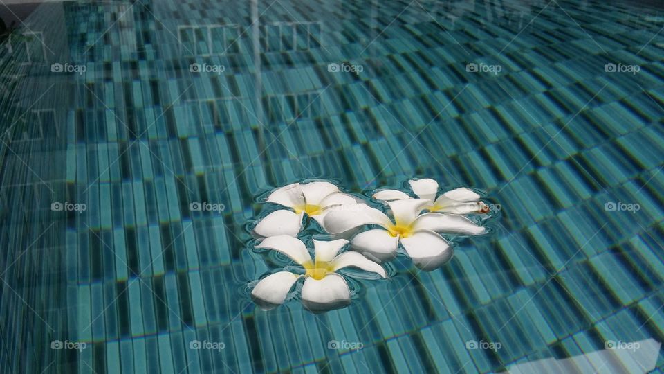 water, swimming pool, flowers