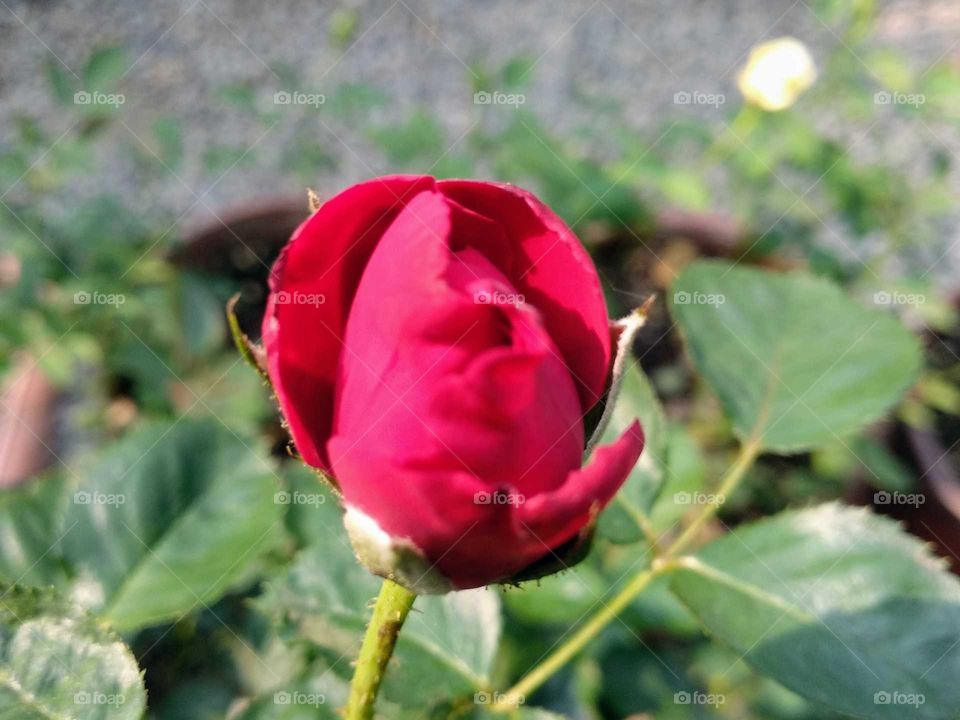 A  Beautiful Red Rose