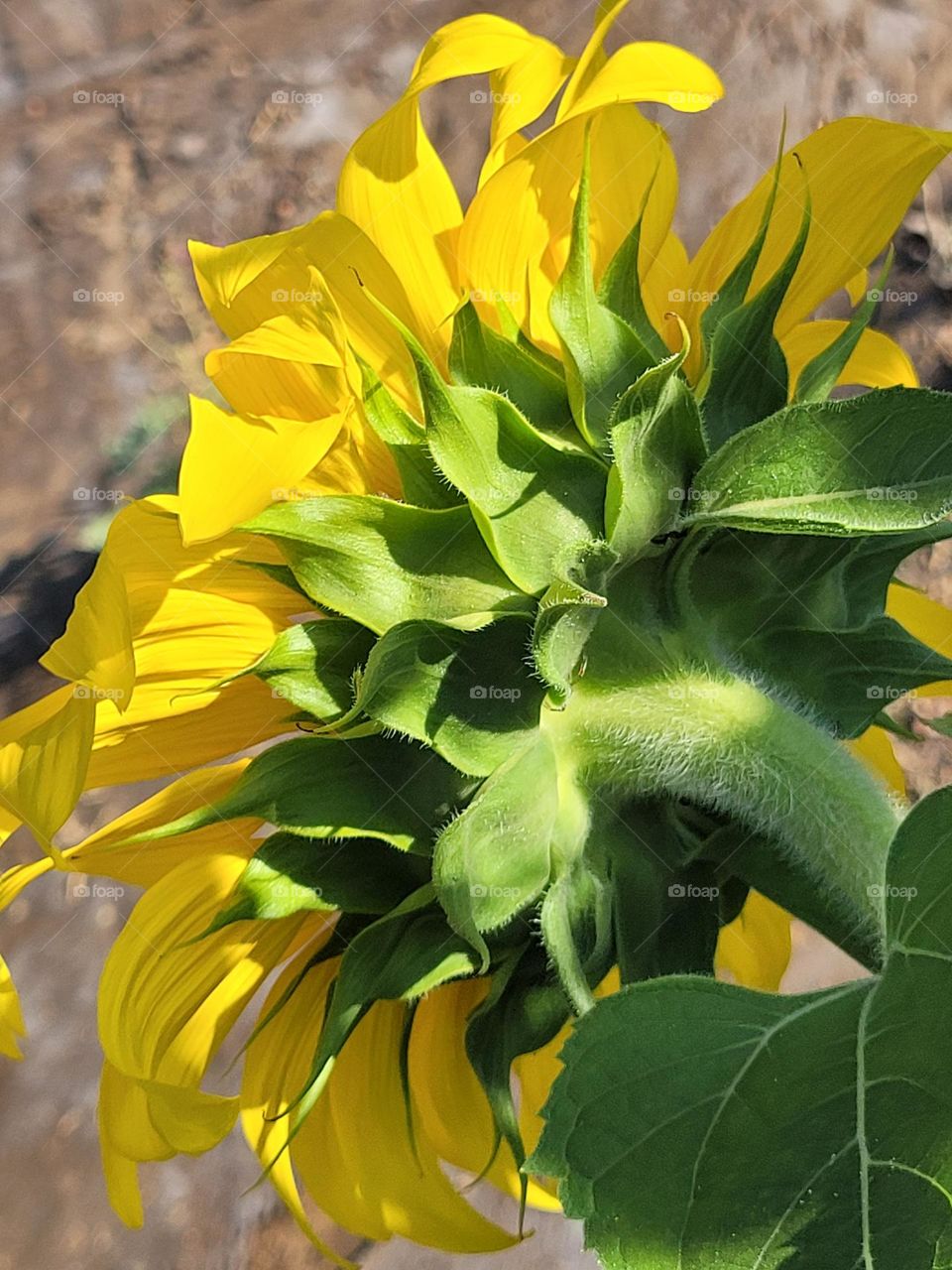 flor de girasol