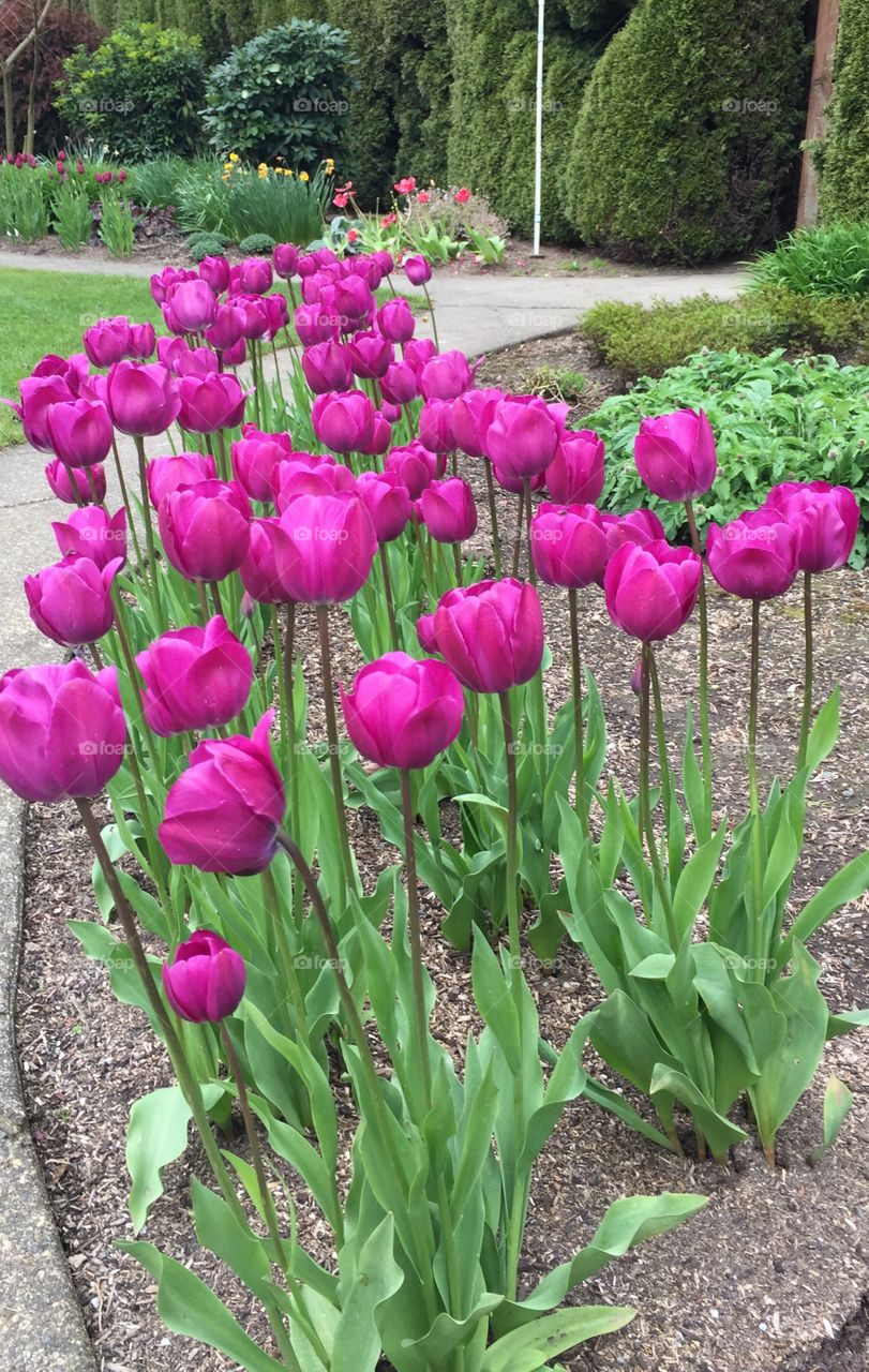 Dressed in purple