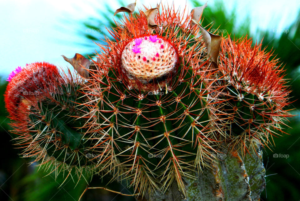 Close-up of cactus plant