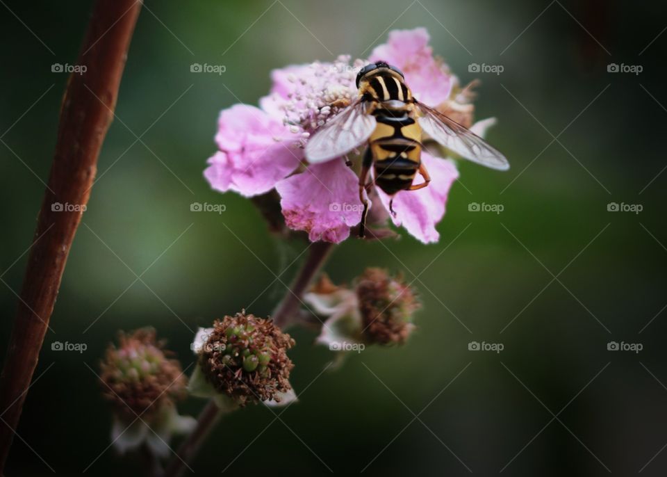 Bee, wasp, insect, flower, garden,