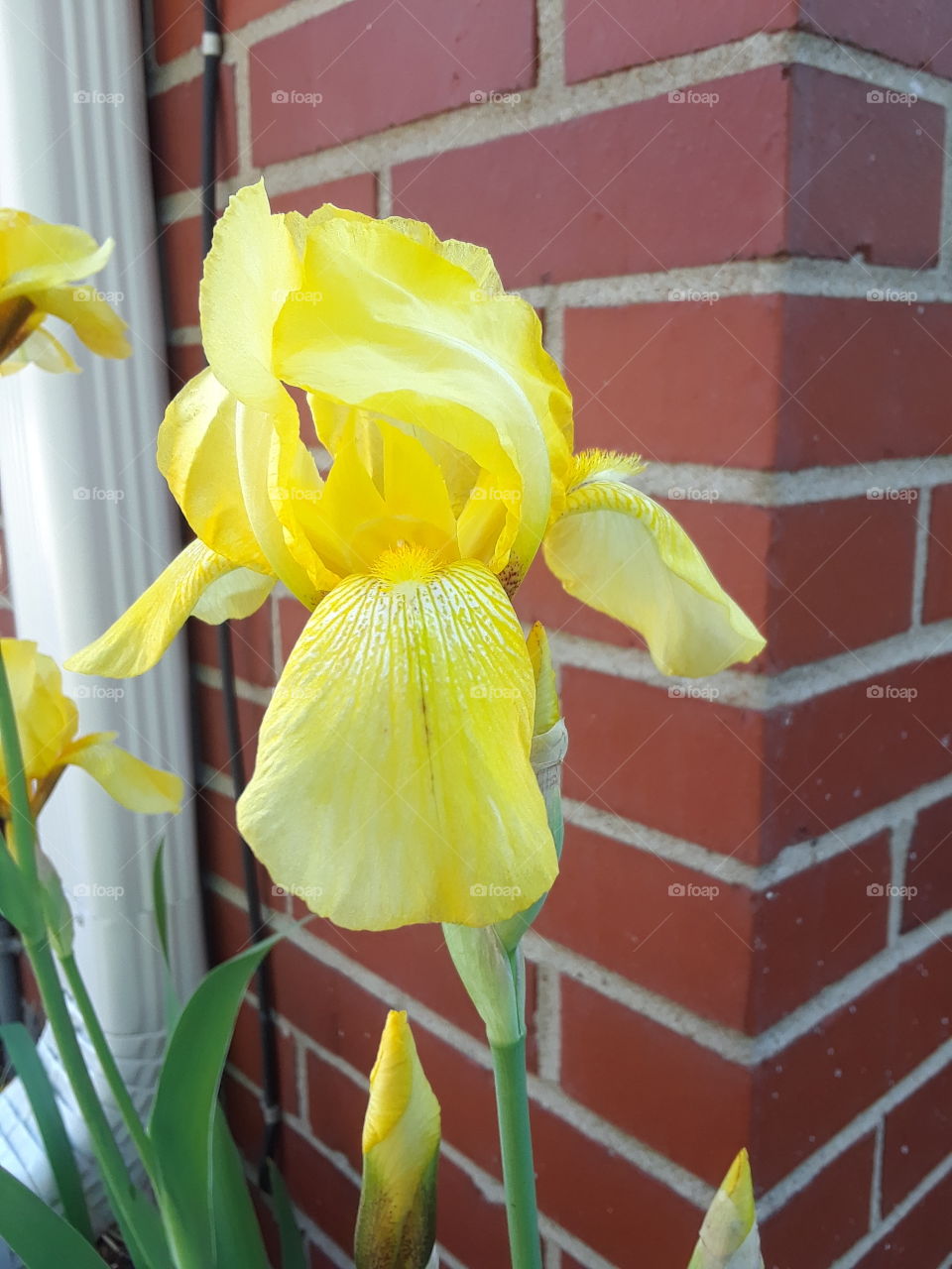 Yellow Iris with a brick wall