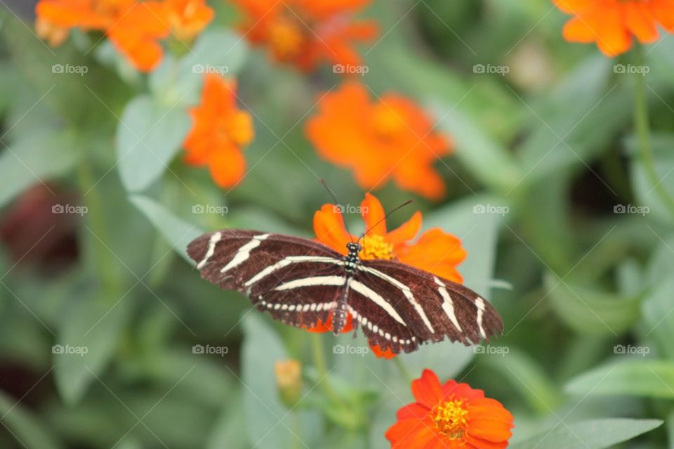 Butterfly 8