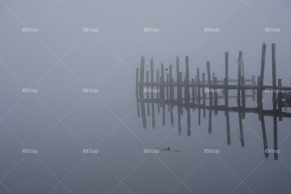 Pier in fog with birds