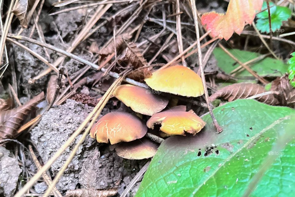 Mystical Mushrooms