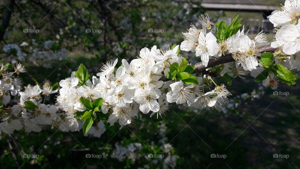 flowers