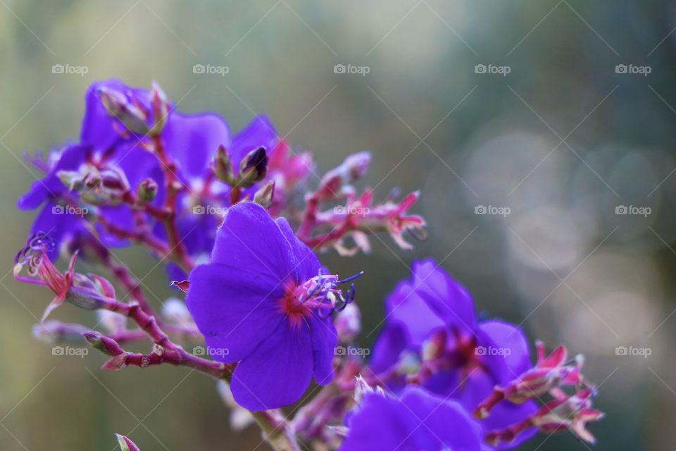 Exotic flowers macro shot 