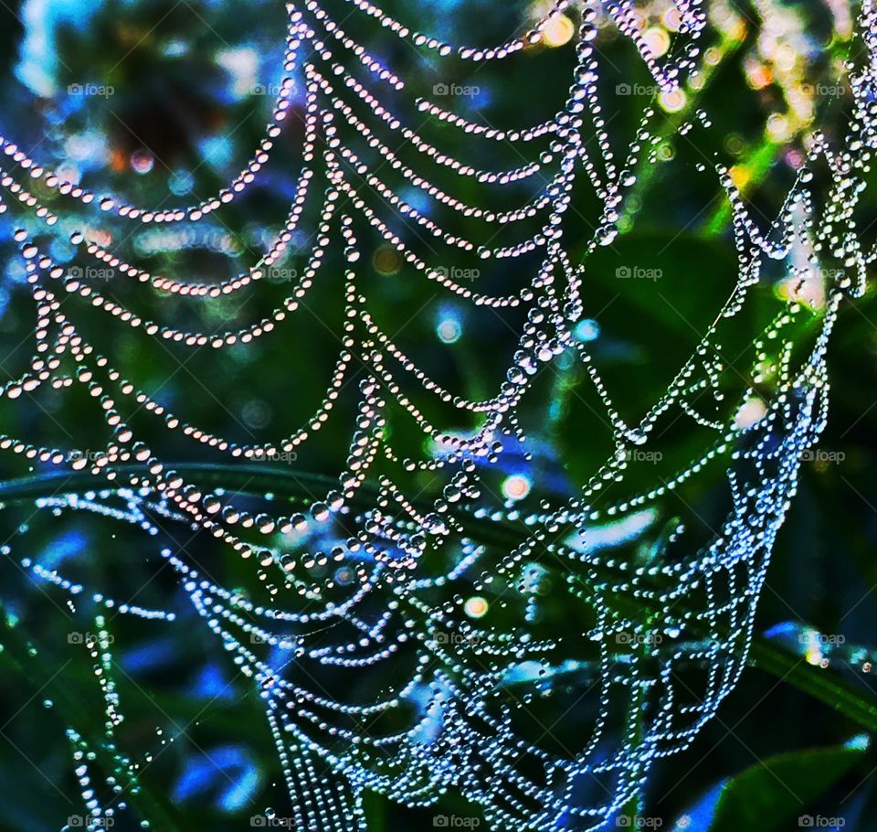 Rain drops on a spider web