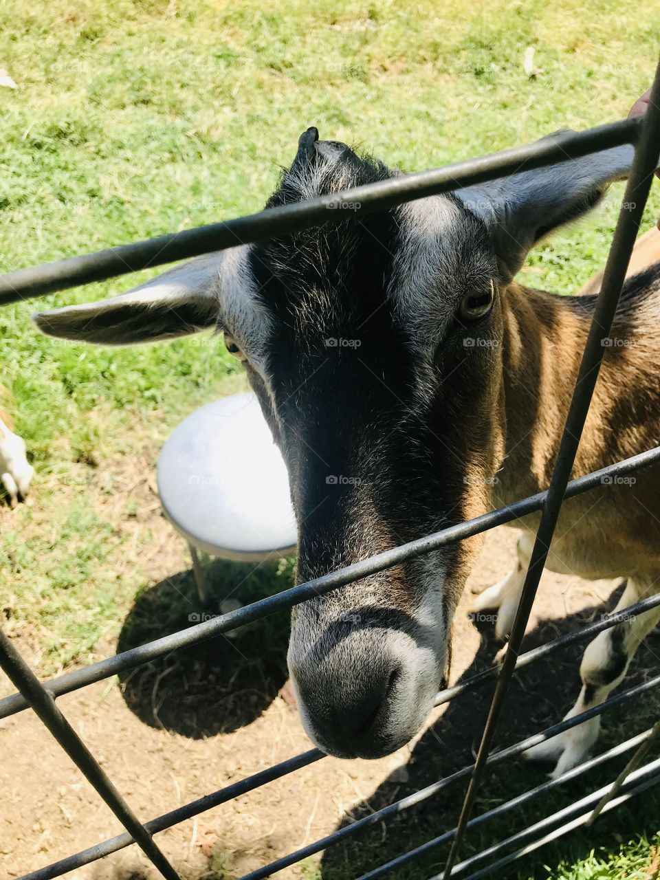 The goat in the farm staring at your lol 