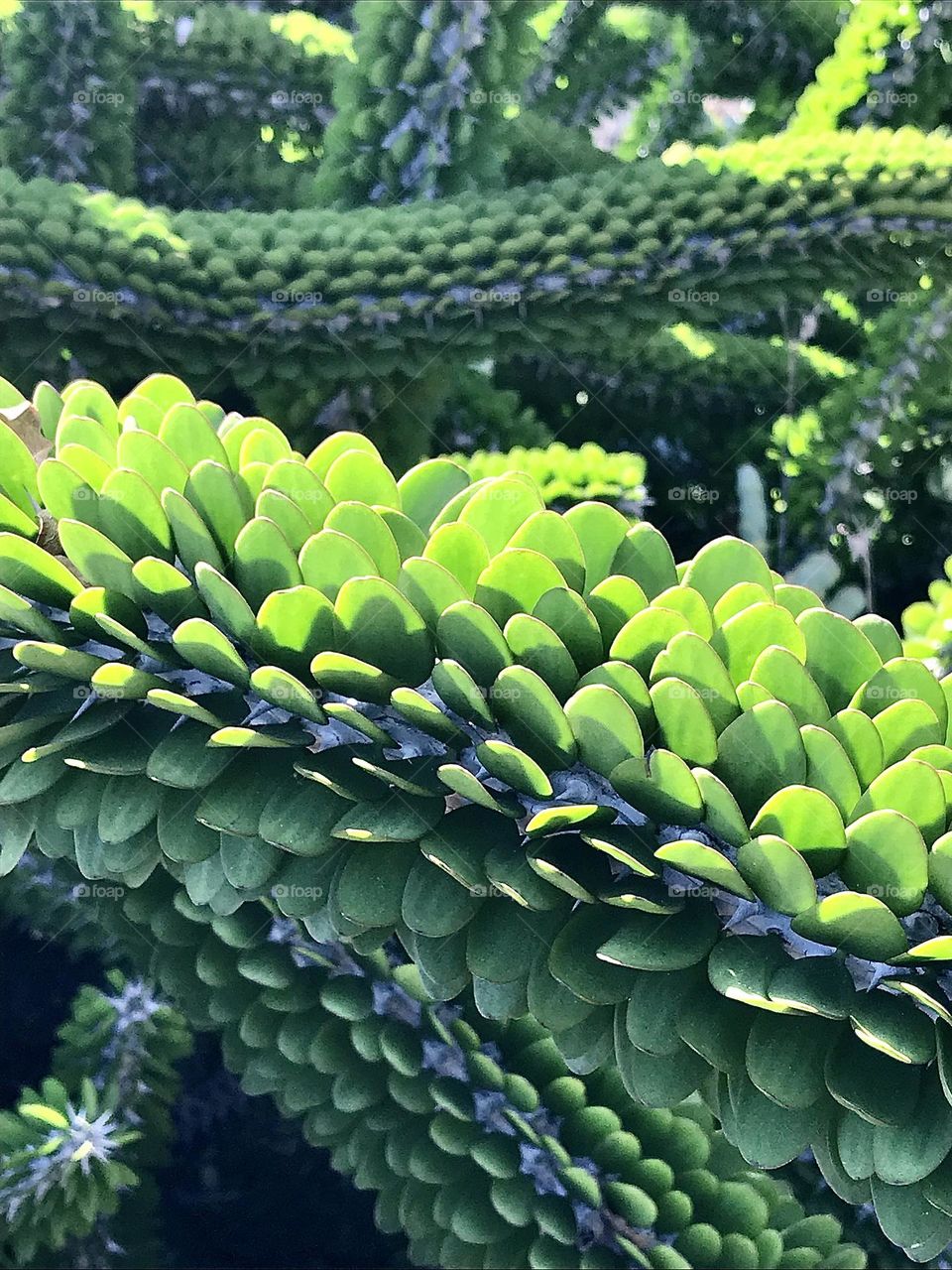 Madagascar ocotillo plant