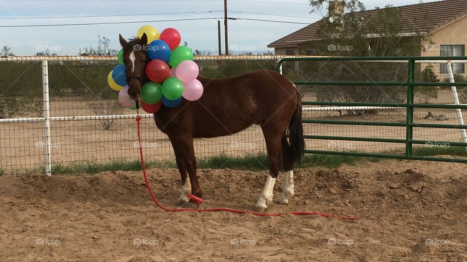 Doc BLM mustang with Balloons