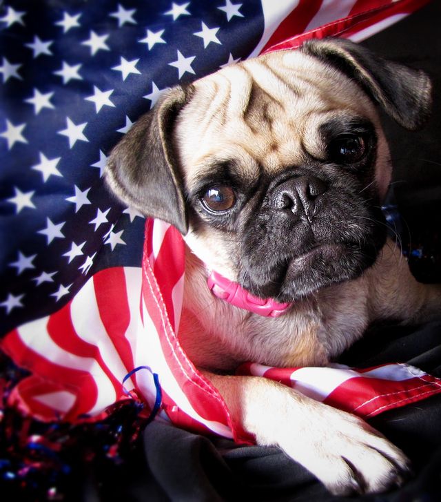 Pug wrapped in american flag and looking at camera