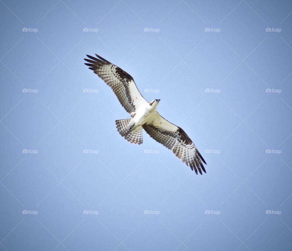 Don't be scared to soar alone. Find a path that is your own. 