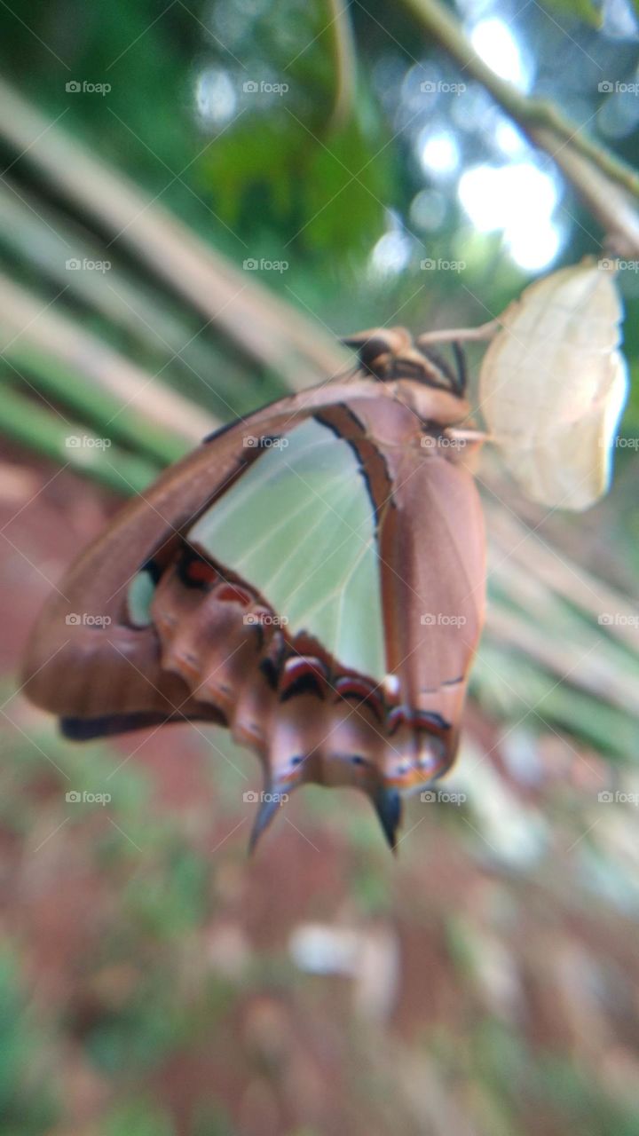 The butterfly that is still perched on the cocoon