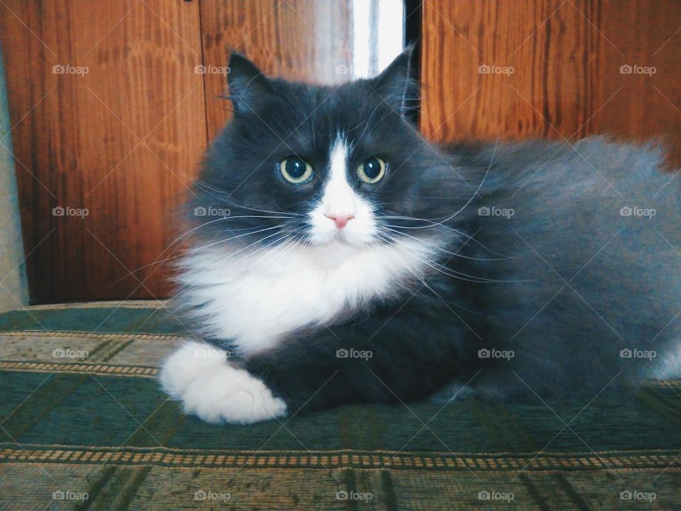 pet cat lying on the sofa