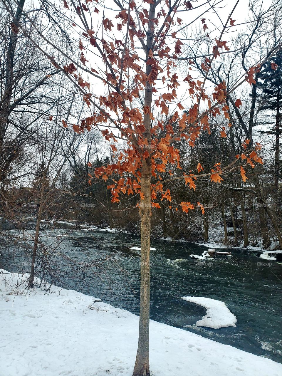 tree on a creek