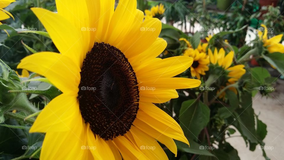 Sunflower