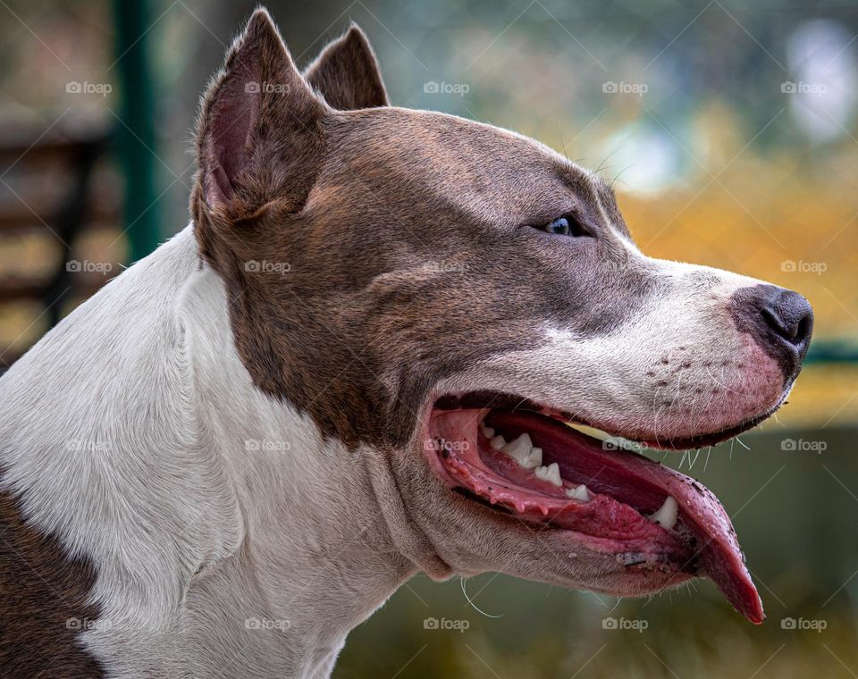 close up of a pitbull dog