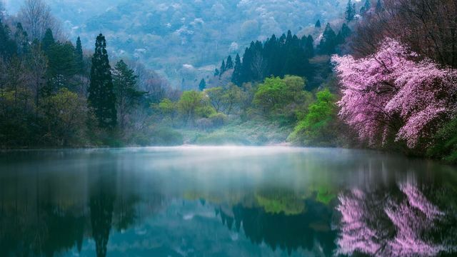 Beautiful tree