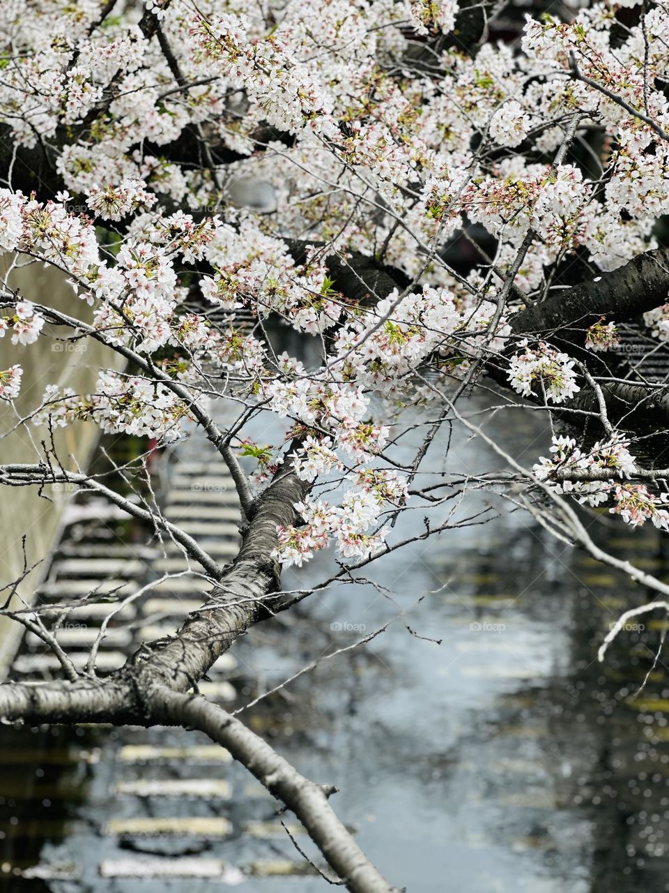 Sakura along the Meguro River in Japan.