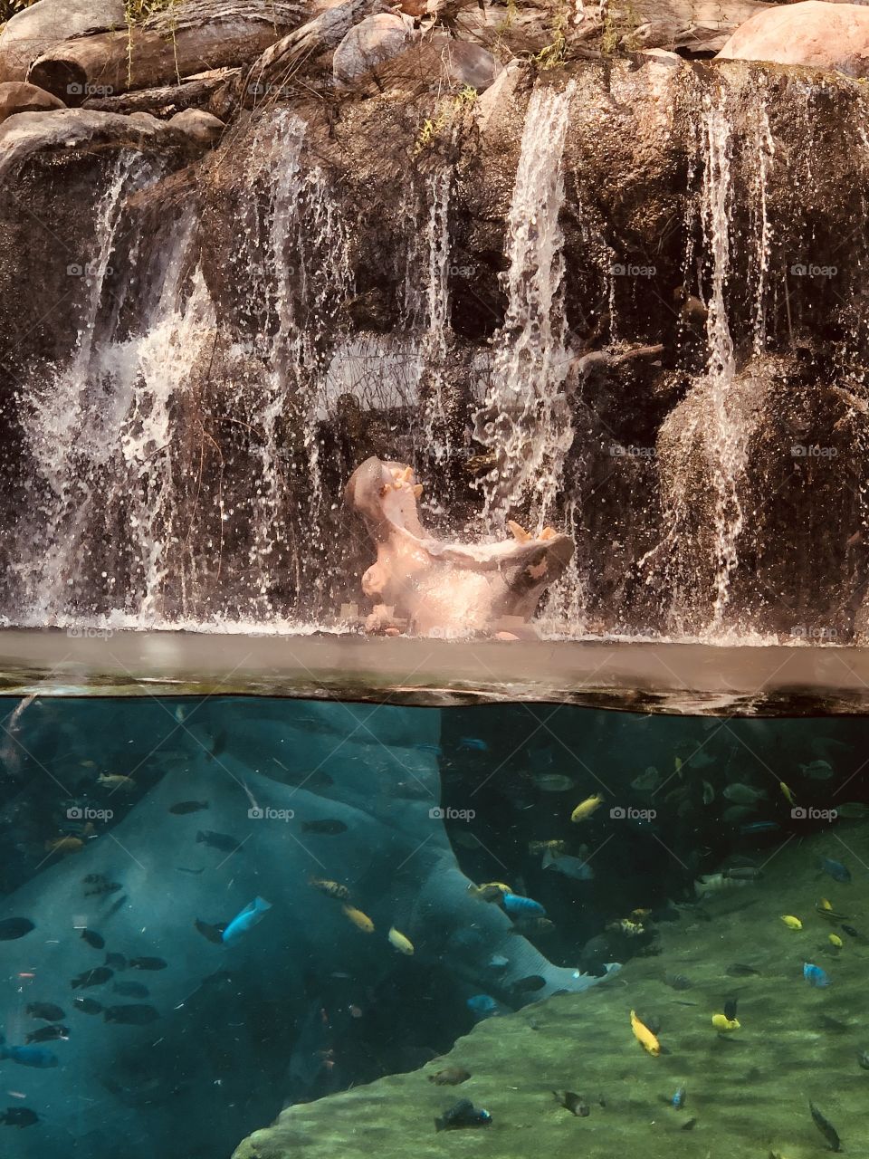 Hippo in waterfall