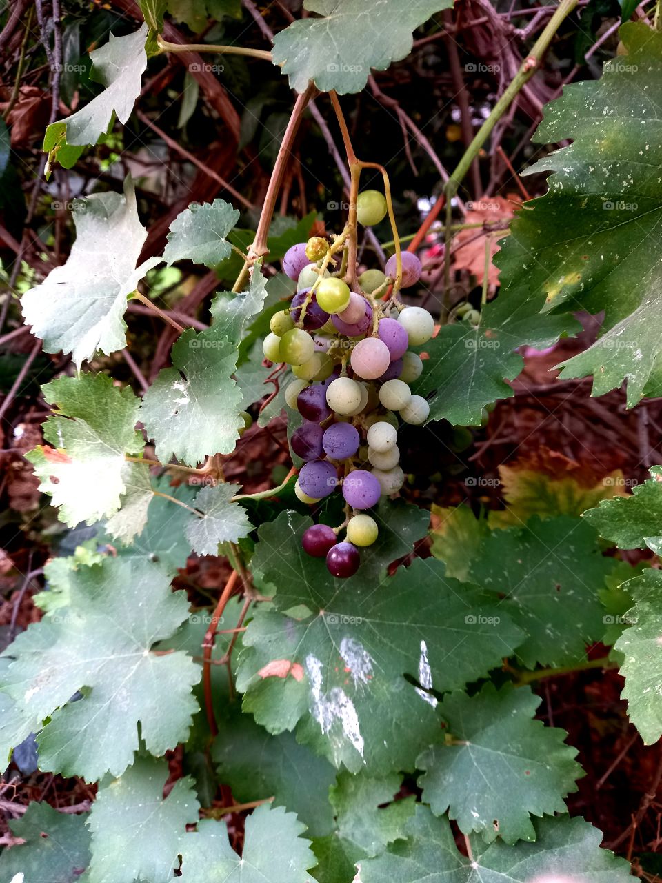 Grapes branch