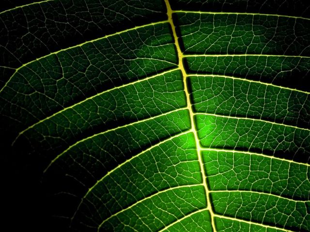 In this photo you can see the macro parts of the leaf 
