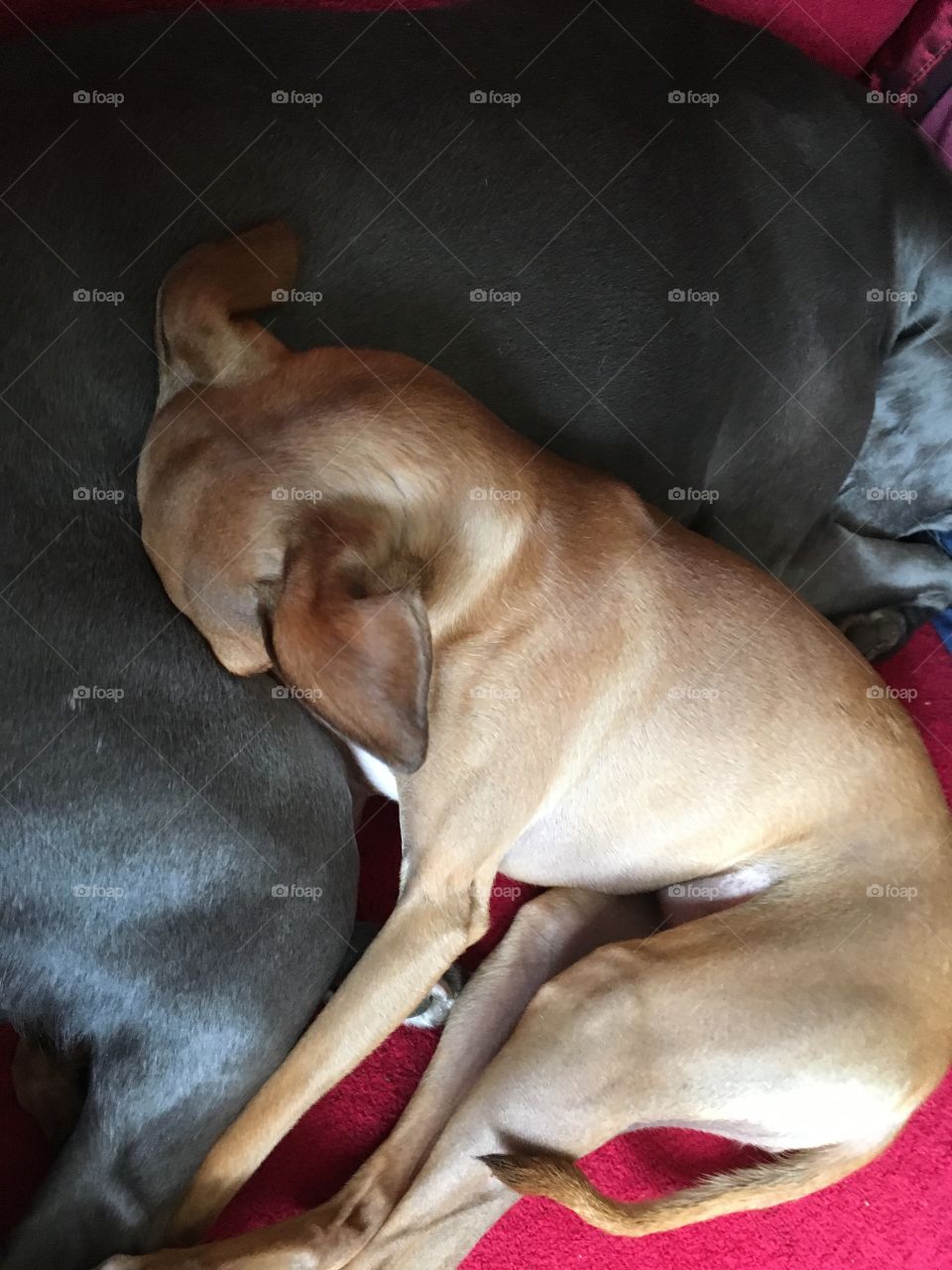 Amber the Italian greyhound puppy asleep snuggled up to Libby the whippet with her head buried 