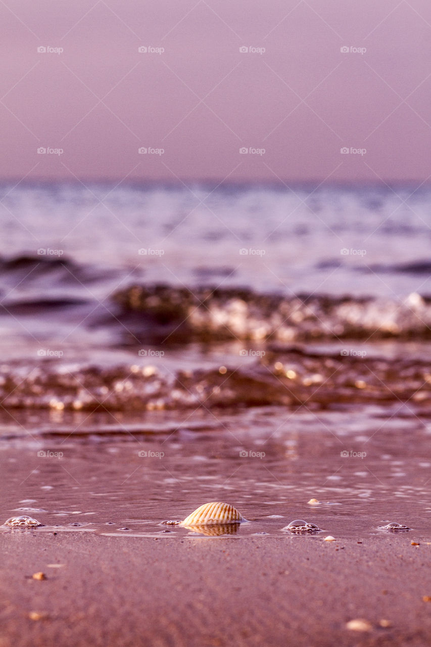 beautiful single sea shell on a peaceful tropical beach as waves softly lap the sea shore at dusk in Queensland, Australia